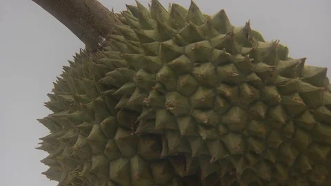 Durian Stock Footage 126110453