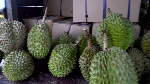 Durian Stock Footage 141384772