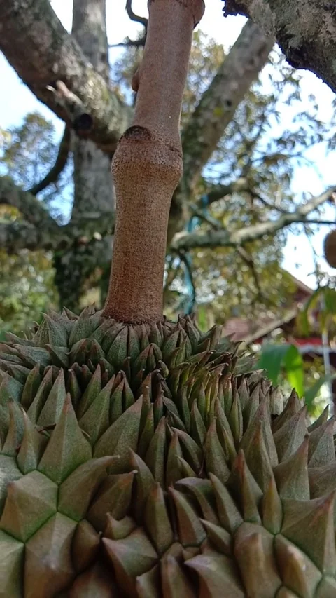 Durian Stock Footage 300450978