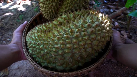 Durian fruit in the basket with hands is holding. Stock Footage 122425304