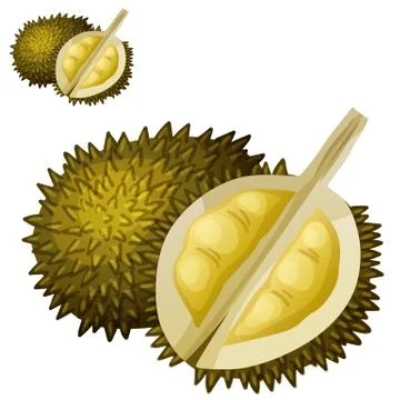 Durian fruit. Cartoon vector icon isolated Stock Illustration