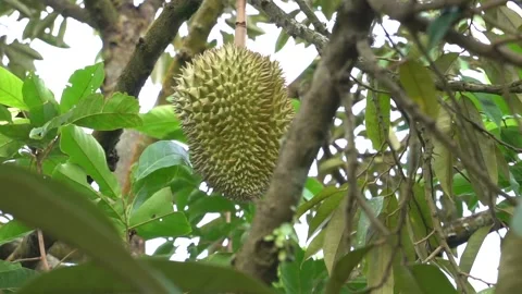 Durian fruit is on the durian tree Stock Footage 135961878