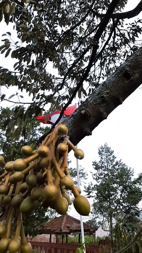 Durian fruit 库存影片 288708349