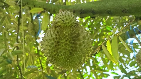 Durian fruit growing on a tree branch in orchard. Stock Footage 340714240