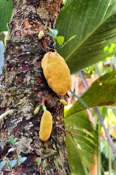 Durian fruit growing on a tree Foto stock