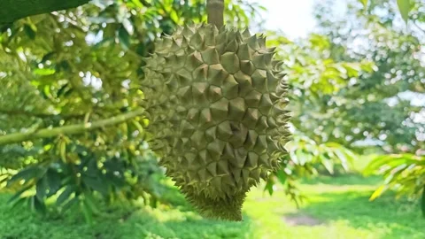 Durian fruit hanging on the tree in the organic orchard. Stock Footage 340713345