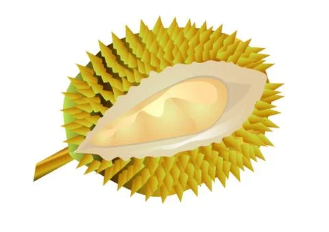 Durian fruit Stock Illustration