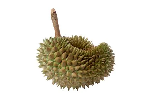 Durian fruit isolated Stock Photos
