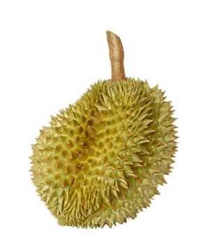 Durian fruit Stock Photos