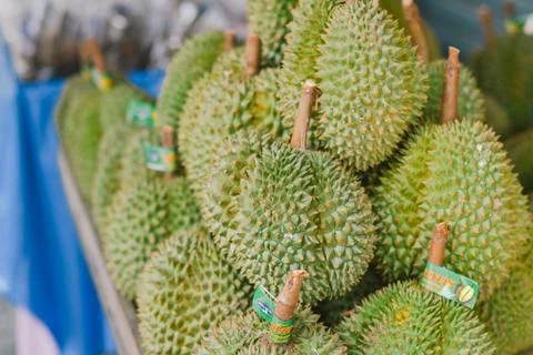 Durian fruit Stock Photos