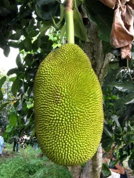 Durian fruit Stock Photos