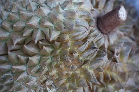 A Durian fruit Foto stock