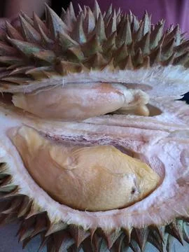 Durian Fruit Stock Photos