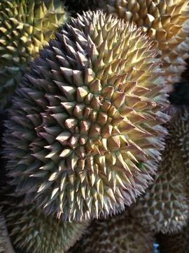 Durian Fruit Stock Photos