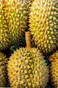 Durian Fruit Stock Photos