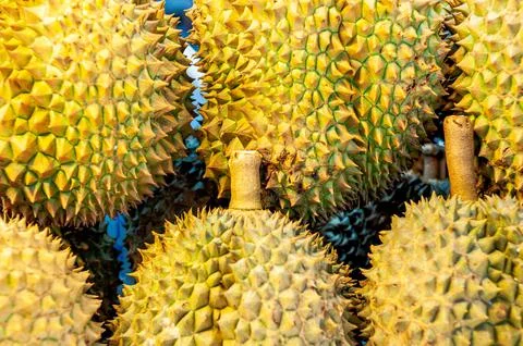 Durian Fruit Stock Photos