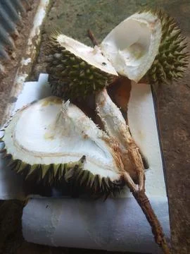 Durian fruit Stock Photos