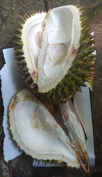 Durian fruit Stock Photos