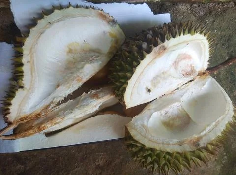 Durian fruit Stock Photos