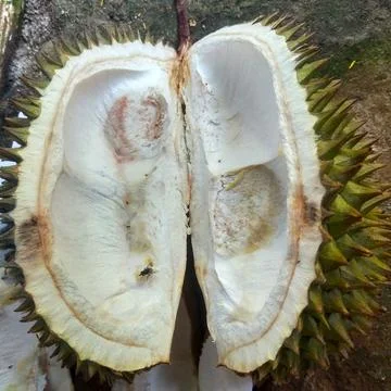 Durian fruit Stock Photos