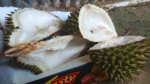 Durian fruit Stock Photos