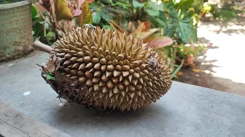 Durian fruit Foto stock