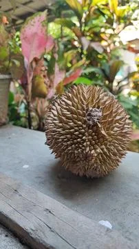 Durian fruit Foto stock