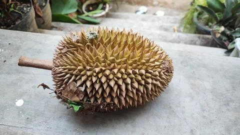 Durian fruit Stock Photos
