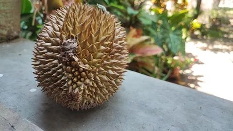 Durian fruit Foto stock