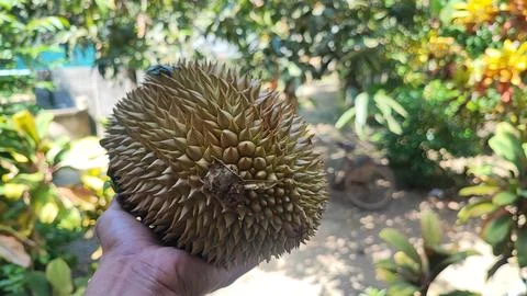 Durian fruit Foto stock