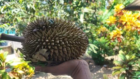 Durian fruit Foto stock