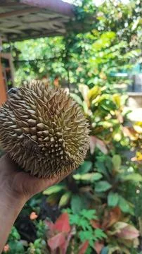 Durian fruit 스톡 사진