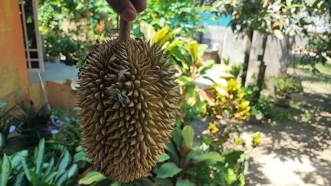 Durian fruit Foto stock