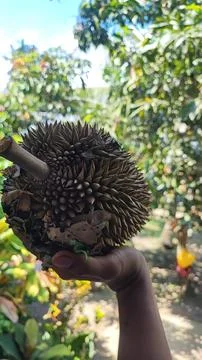 Durian fruit Foto stock