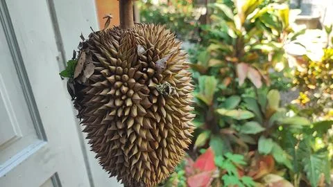 Durian fruit Foto stock