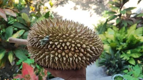 Durian fruit 스톡 사진