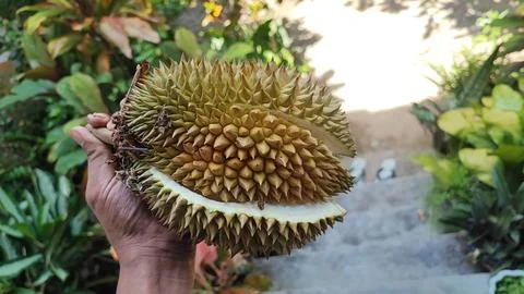 Durian fruit Foto stock