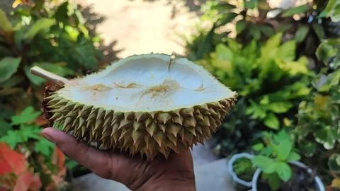 Durian fruit Foto stock