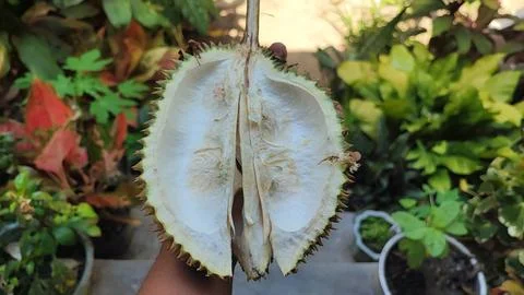 Durian fruit Stock-Fotos