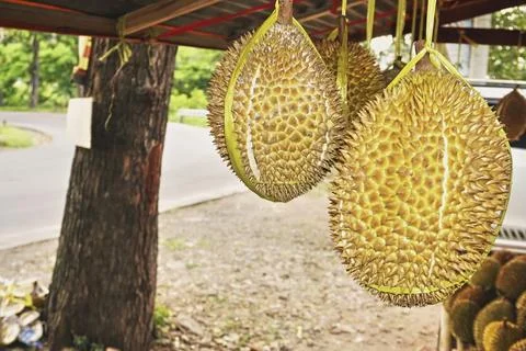 Durian fruit Stock Photos