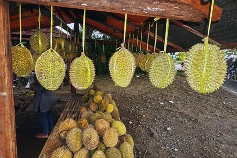 Durian fruit Stock Photos