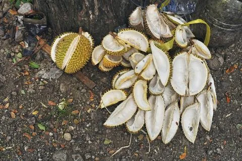 Durian fruit Stock Photos