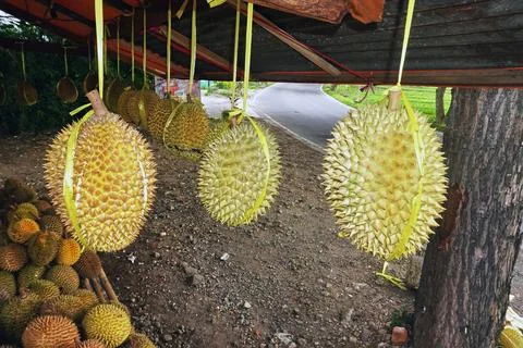 Durian fruit Stock Photos