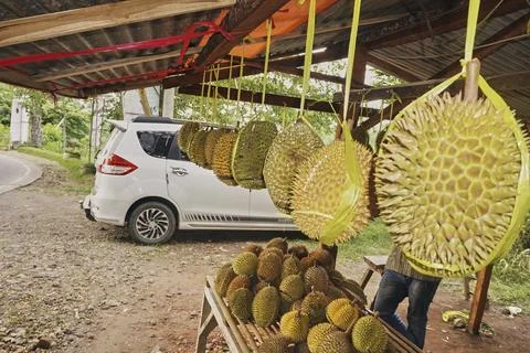 Durian fruit Stock Photos