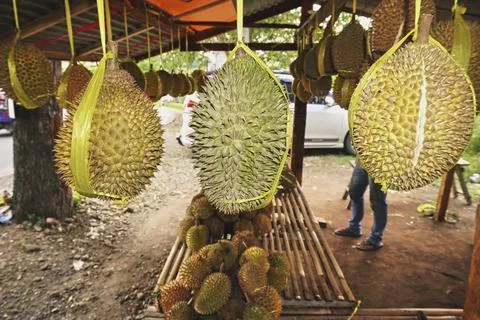 Durian fruit Stock Photos