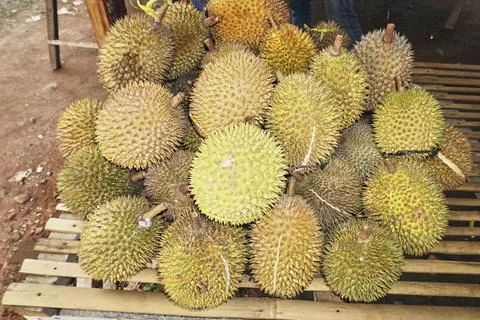 Durian fruit Foto stock