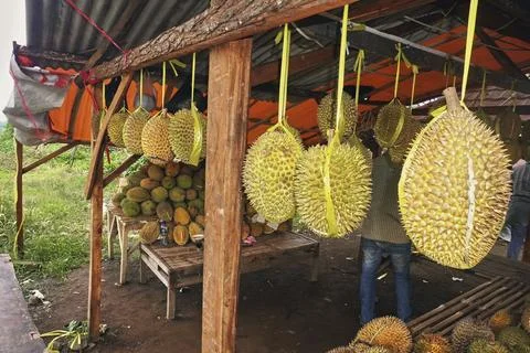 Durian fruit Stock Photos