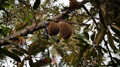 Durian fruit plant tree Stock Footage 278305042