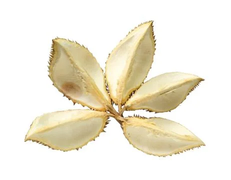 Durian fruit shell Stock Photos