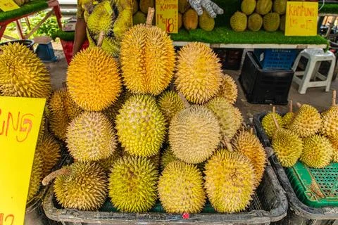 Durian fruit on table background. Stock Photos